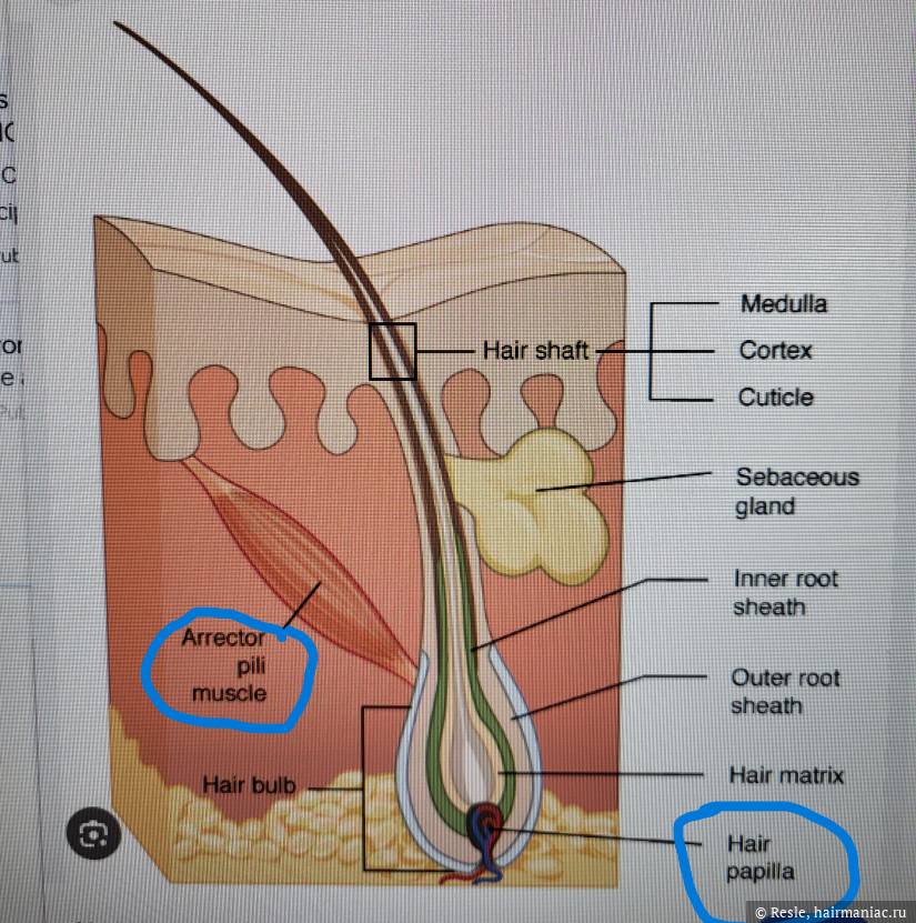 Фото: Dermal (Hair) Papilla Дермальный сосочек