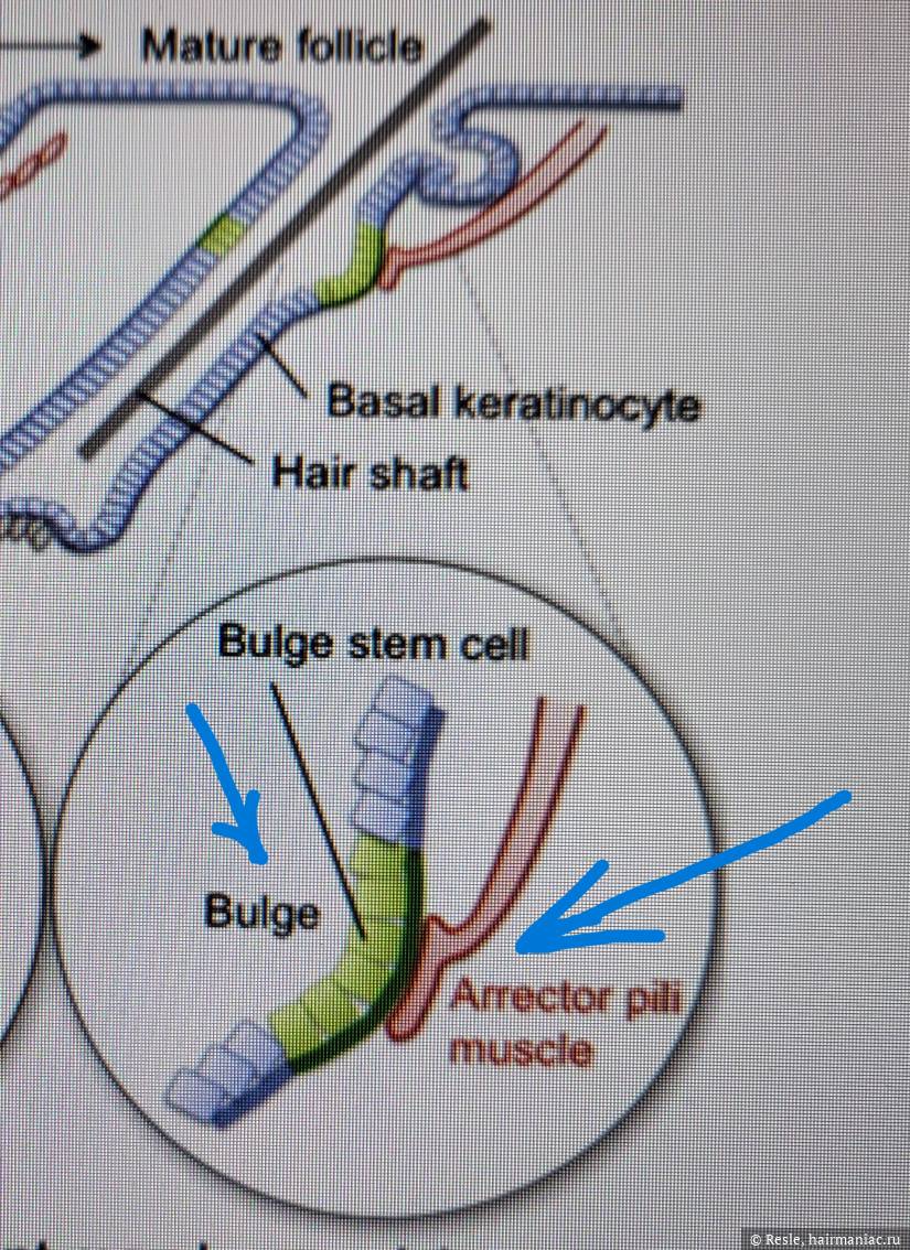 Фото: Прикрепление APM к нише (bulge) стволовых клеток
