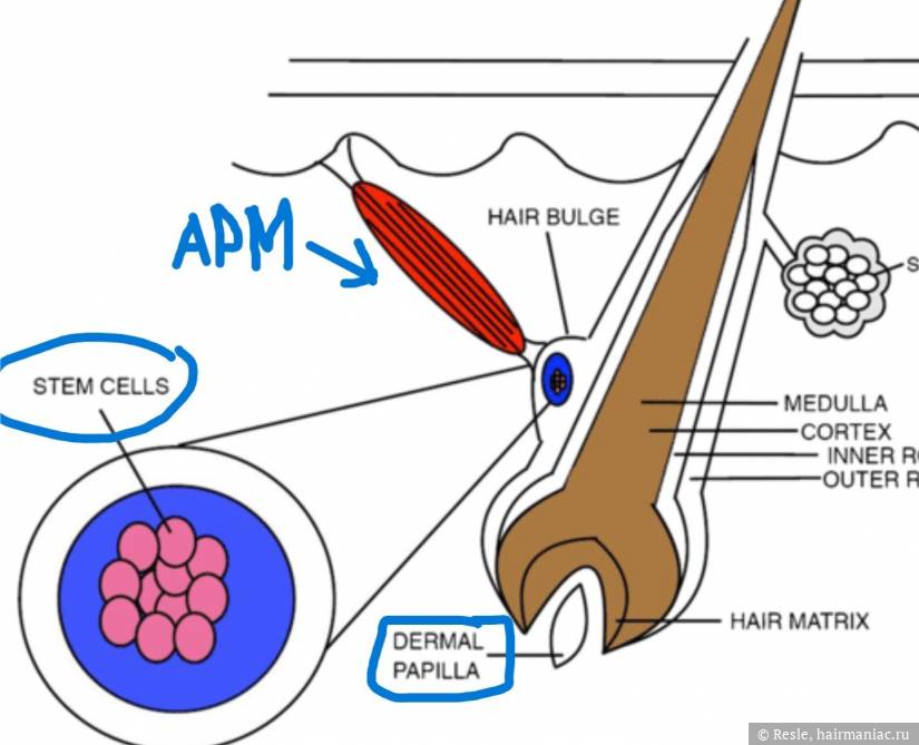 Фото: Мурашечный мускул (APM Arrecror Pilli Mascle)
