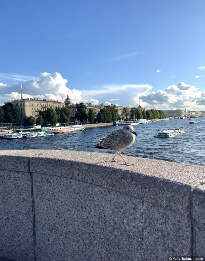 Питерская чайка Фото: Питерская чайка
