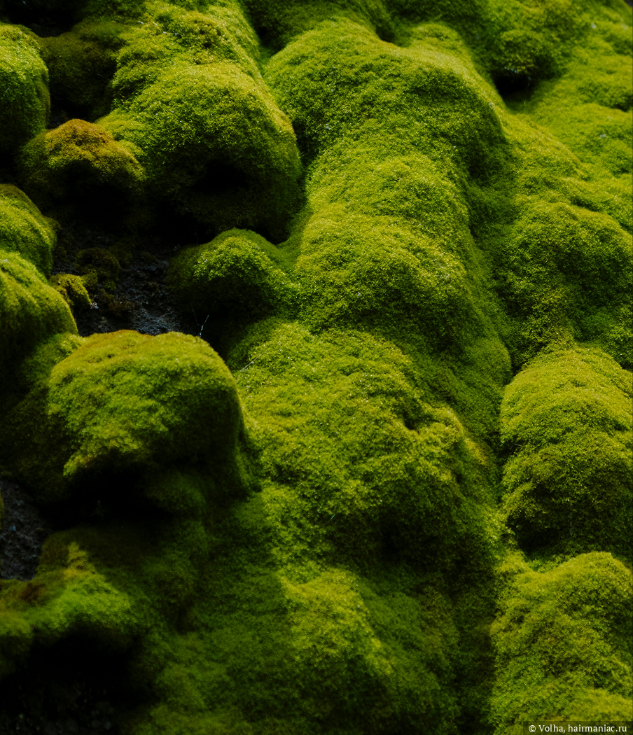 Фото: Средние ноты, фотография взята с официального сайта&nbsp;