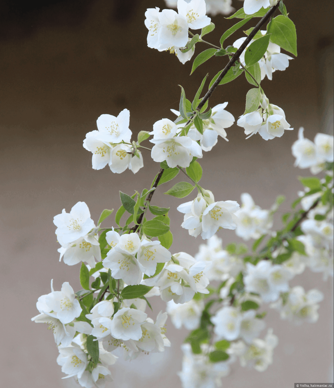 Фото: Средние ноты, фотография взята с официального сайта&nbsp;