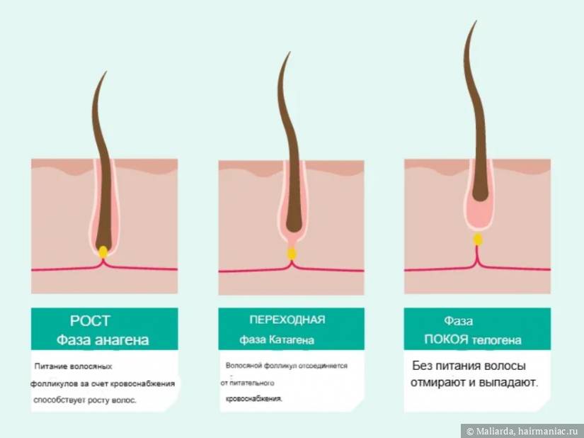 Фото: Цикл волосяного фолликула