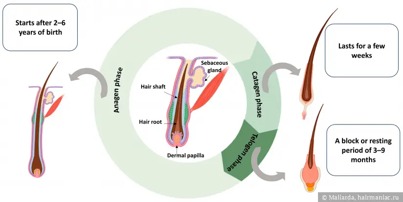 Фото: Hair structure and cycle throughout different stages
