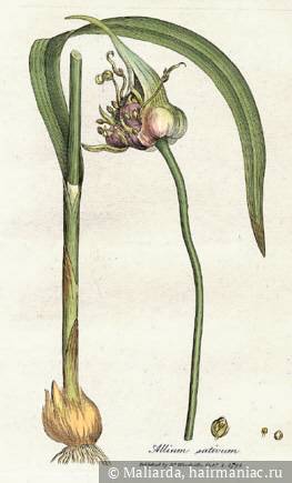 Фото: Allium sativum. Ботаническая иллюстрация Уильяма Вудвилла из книги `Медицинская ботаника` (1793)