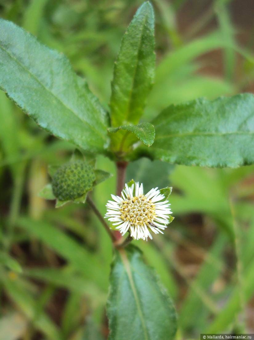 Фото: Eclipta alba
