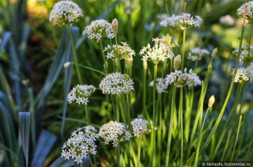 Фото: Allium sativum