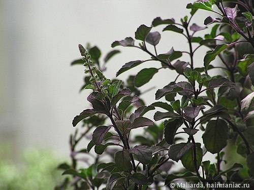 Фото: Священный базилик