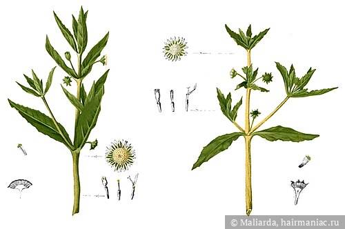 Фото: Ботаническая иллюстрация из книги Франсиско Мануэля Бланко Flora de Filipinas, 1880—1883