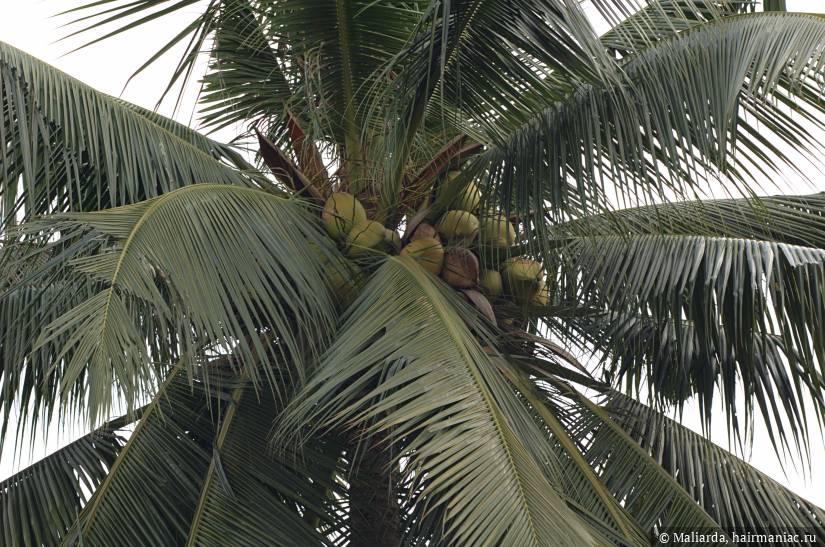 Фото: Cocos nucifera