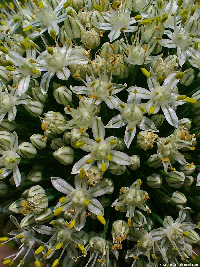 Фото: Allium cepa