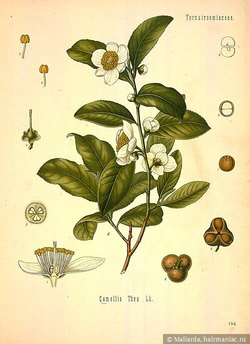 Фото: Ботаническая иллюстрация из книги Köhler’s Medizinal-Pflanzen, 1887