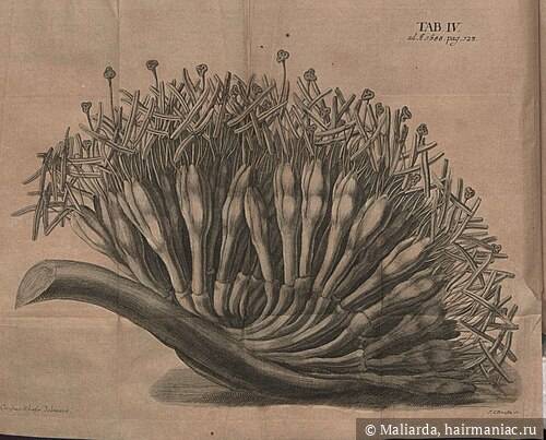 Фото: Historical image from Acta Eruditorum, 1688