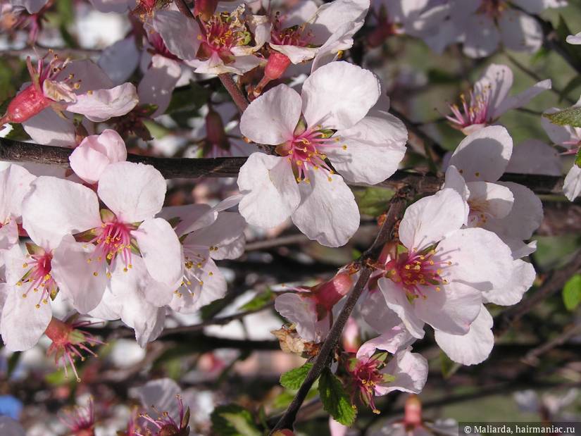 Фото: Prunus amygdalus