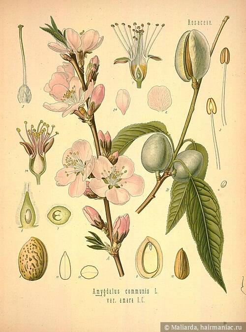 Фото: Ботаническая иллюстрация из книги Köhler’s Medizinal-Pflanzen, 1887