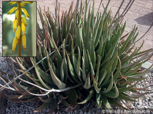 Фото: Aloe barbadensis