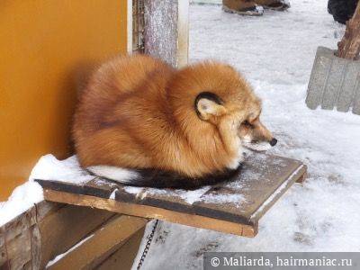 Фото: Мои ощущения себя зимой