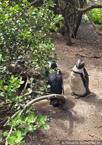 пингвины Фото: пингвины