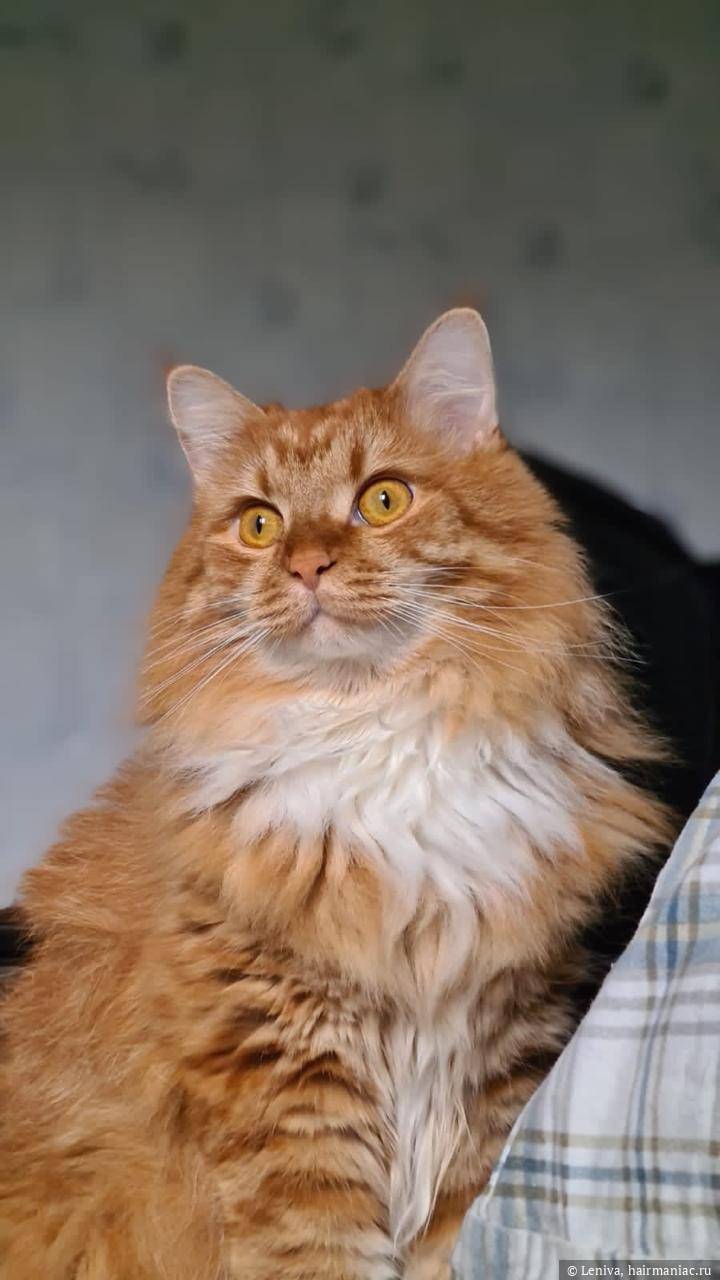 Котик Питис Фото: Котик Питис