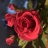 Alina_Happy_Girl